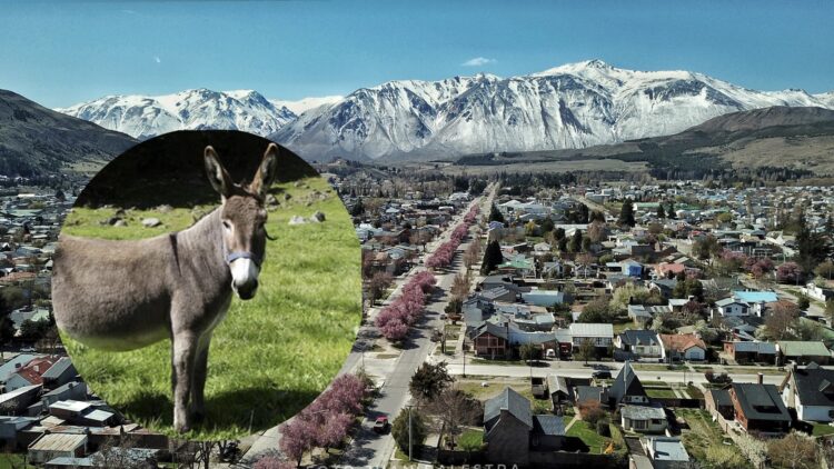 La comercialización de carne de burro en Chubut abrió un intenso debate social y cultural, mientras productores buscan posicionarla como una nueva alternativa alimentaria y productiva en la Patagonia.