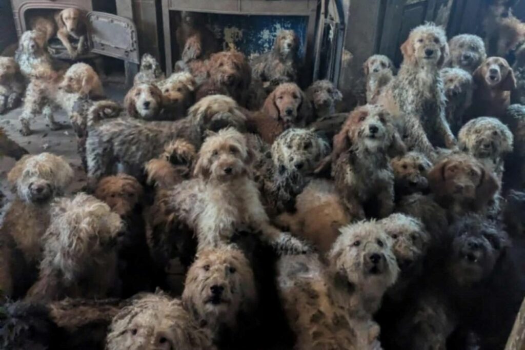 Inglaterra: rescataron a 250 perros que vivían hacinados en una sola habitación Inglaterra: rescataron a 250 perros que vivían hacinados en una sola habitación