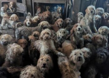 Inglaterra: rescataron a 250 perros que vivían hacinados en una sola habitación