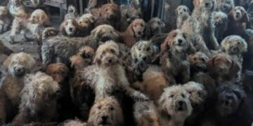 Inglaterra: rescataron a 250 perros que vivían hacinados en una sola habitación Inglaterra: rescataron a 250 perros que vivían hacinados en una sola habitación