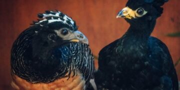 la amenaza de extinción de especies autóctonas como el muitú o el yaguareté generó un desequilibrio en el noreste argentino