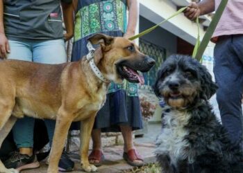 Vacunación antirrábica para perros y gatos en Córdoba: días, lugares y requisitos
