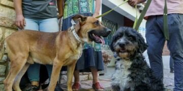 Vacunación antirrábica para perros y gatos en Córdoba: días, lugares y requisitos