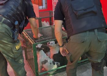 Desbaratan criadero ilegal y rescatan más de 30 perros