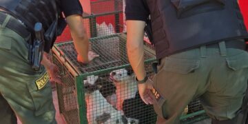 Desbaratan criadero ilegal y rescatan más de 30 perros