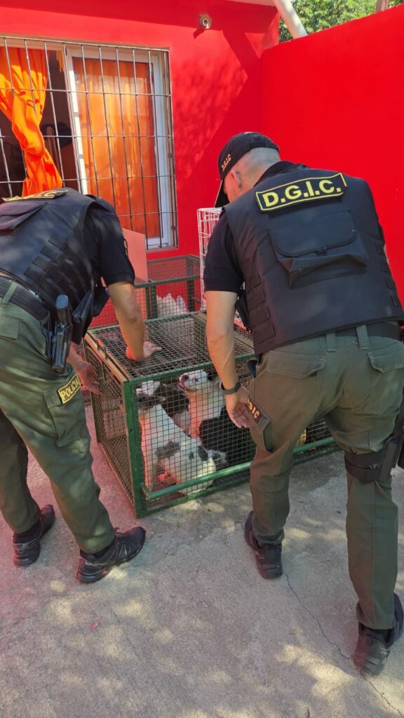 Desbaratan criadero ilegal y rescatan más de 30 perros