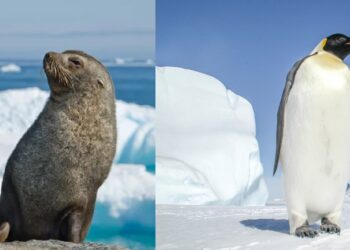 El pingüino emperador y la foca peletera antártica en peligro de extinción