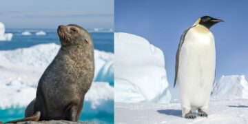 El pingüino emperador y la foca peletera antártica en peligro de extinción