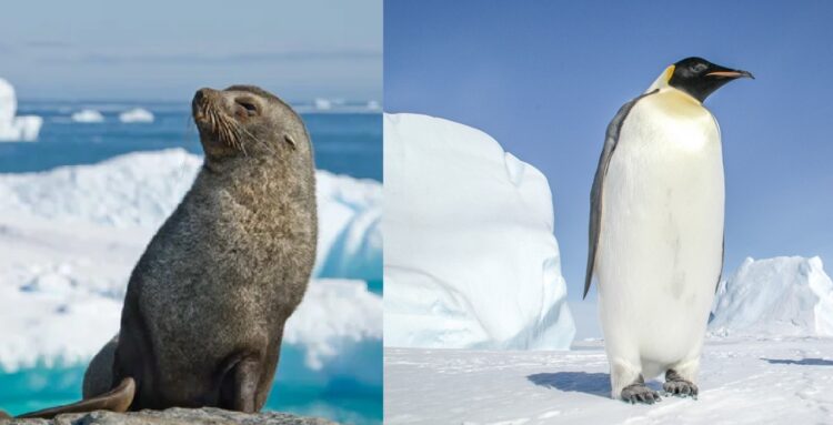 El pingüino emperador y la foca peletera antártica en peligro de extinción El pingüino emperador y la foca peletera antártica fueron declarados en peligro de extinción por el impacto del cambio climático en la Antártida.
