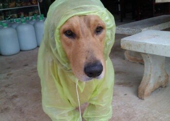 Martes inestable: tormentas por la mañana y lluvias persistentes durante toda la jornada