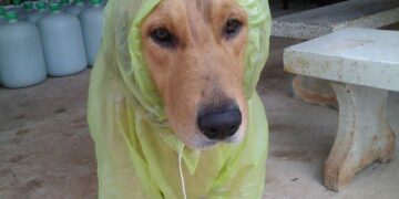 Martes inestable: tormentas por la mañana y lluvias persistentes durante toda la jornada Martes inestable: tormentas por la mañana y lluvias persistentes durante toda la jornada