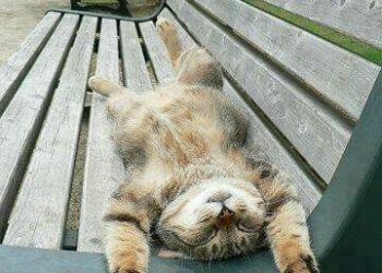 Córdoba tendrá un jueves estable, soleado y con temperaturas agradables Córdoba tendrá un jueves estable, soleado y con temperaturas agradables