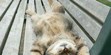 Jornada soleada y estable en Córdoba, con temperaturas agradables y sin probabilidad de lluvias.