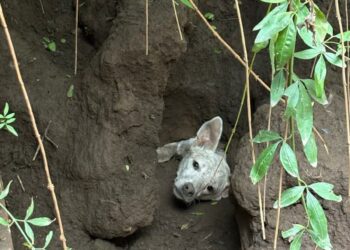 Bomberos rescataron a un perro que cayó en un pozo