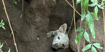 Bomberos rescataron a un perro que cayó en un pozo