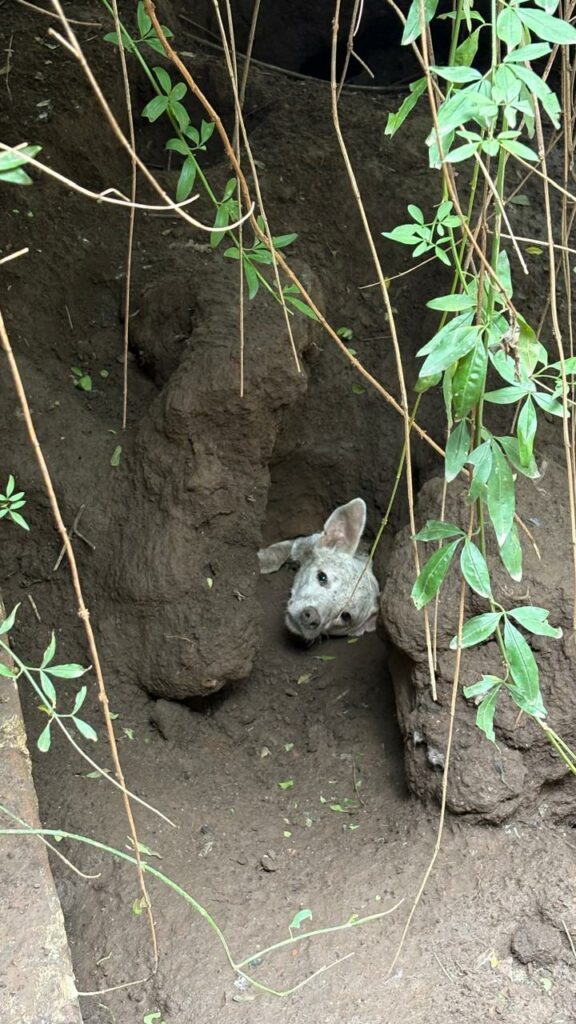 Bomberos rescataron a un perro que cayó en un pozo