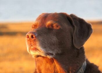 Cielo mayormente despejado con una máxima de 18° y sin lluvias durante toda la jornada