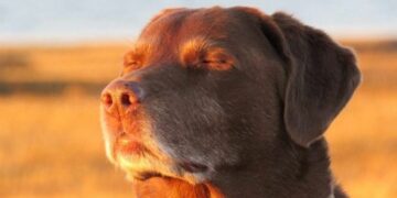 Cielo mayormente despejado con una máxima de 18° y sin lluvias durante toda la jornada
