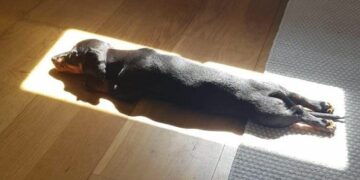 Jornada estable en Córdoba, con cielo mayormente despejado, temperaturas agradables por la tarde y baja probabilidad de lluvias durante todo el día.