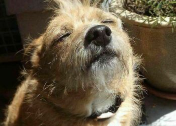 Córdoba tendrá una jornada soleada y sin lluvias con máxima de 26 grados