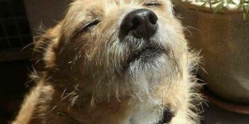 Córdoba tendrá una jornada soleada y sin lluvias con máxima de 26 grados