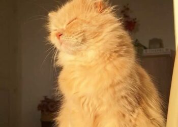 Córdoba tendrá un jueves soleado y con temperaturas agradables