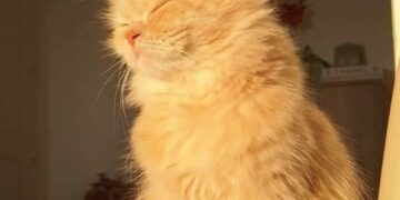 Córdoba tendrá un jueves soleado y con temperaturas agradables