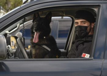 Especializado en la detección de múltiples sustancias ilícitas, inicia su retiro en un hogar familiar.