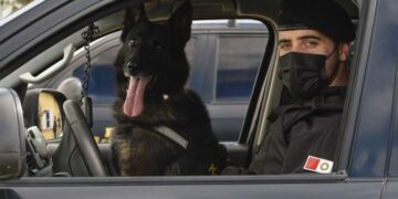 Especializado en la detección de múltiples sustancias ilícitas, inicia su retiro en un hogar familiar.