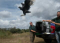 Fauna rescatada volvió a la naturaleza tras un proceso de recuperación en Córdoba Fauna rescatada volvió a la naturaleza tras un proceso de recuperación en Córdoba
