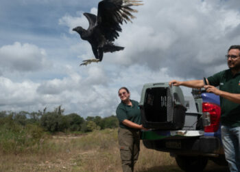Fauna rescatada volvió a la naturaleza tras un proceso de recuperación en Córdoba Fauna rescatada volvió a la naturaleza tras un proceso de recuperación en Córdoba