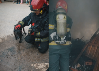Los bomberos lograron rescatar a un perro que se encontraba con vida, aunque presentaba diversas quemaduras y heridas.