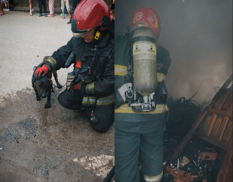 Los bomberos lograron rescatar a un perro que se encontraba con vida, aunque presentaba diversas quemaduras y heridas.