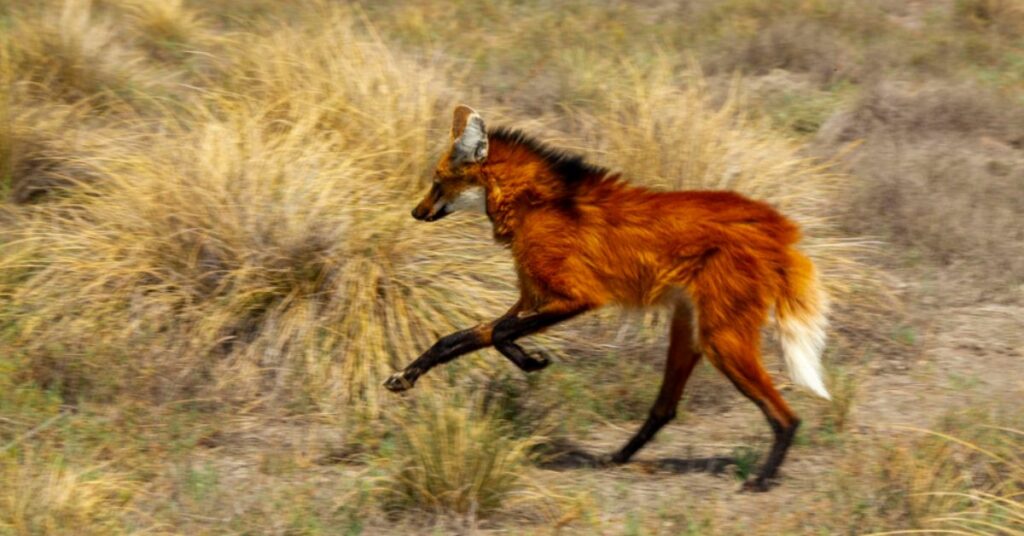 En nuestro país, el aguará guazú se encuentra en peligro de extinción, por lo que todos los esfuerzos de conservación son muy importantes, porque de no mediar acciones para preservar esta especie podría desaparecer de la vida silvestre.