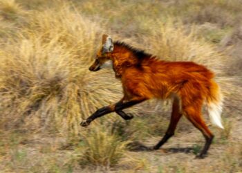 En nuestro país, el aguará guazú se encuentra en peligro de extinción, por lo que todos los esfuerzos de conservación son muy importantes, porque de no mediar acciones para preservar esta especie podría desaparecer de la vida silvestre.