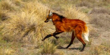 En nuestro país, el aguará guazú se encuentra en peligro de extinción, por lo que todos los esfuerzos de conservación son muy importantes, porque de no mediar acciones para preservar esta especie podría desaparecer de la vida silvestre.