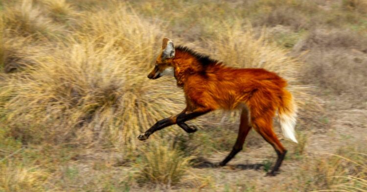 En nuestro país, el aguará guazú se encuentra en peligro de extinción, por lo que todos los esfuerzos de conservación son muy importantes, porque de no mediar acciones para preservar esta especie podría desaparecer de la vida silvestre.