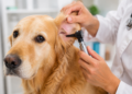 Alertan que 1 de cada 7 perros en Argentina padece otitis y puede sufrir pérdida auditiva Otitis
