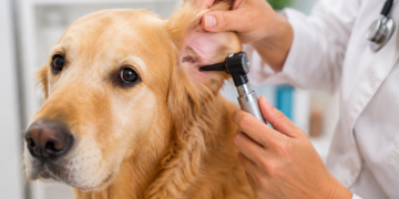 Alertan que 1 de cada 7 perros en Argentina padece otitis y puede sufrir pérdida auditiva Otitis