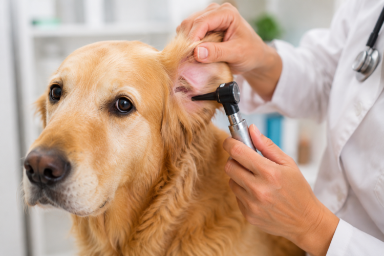 Alertan que 1 de cada 7 perros en Argentina padece otitis y puede sufrir pérdida auditiva Otitis