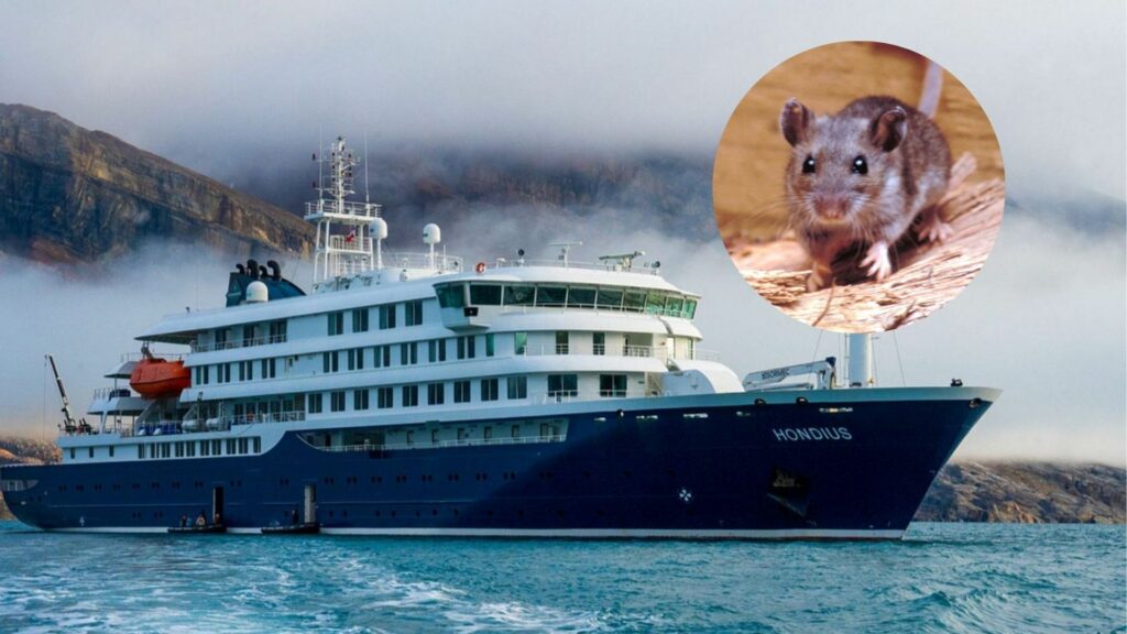 Brote de hantavirus: el aporte de un especialista para la prevención