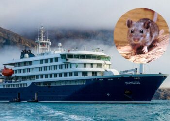 Brote de hantavirus: el aporte de un especialista para la prevención