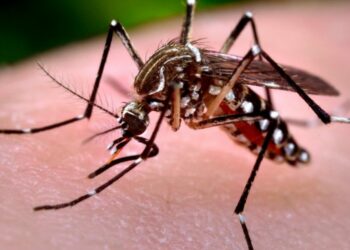 Dengue