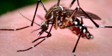 Dengue