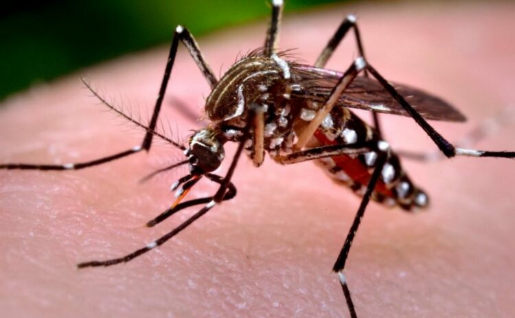 Dengue: el Ministerio de Salud cerró la sala de situación, pero aclara que el brote continúa Dengue