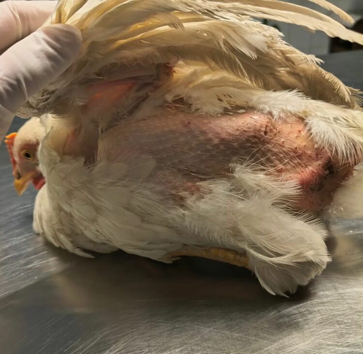La gallina fue bautizada como Elvira y recibe cuidados para su recuperación.