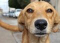 Perro sin raza