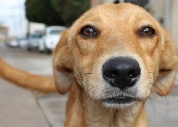 Perro sin raza