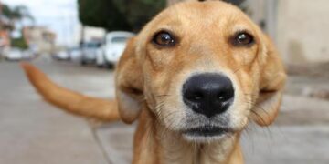 Día del Perro Sin Raza: los mestizos ganan cada vez más lugar en los hogares argentinos Perro sin raza