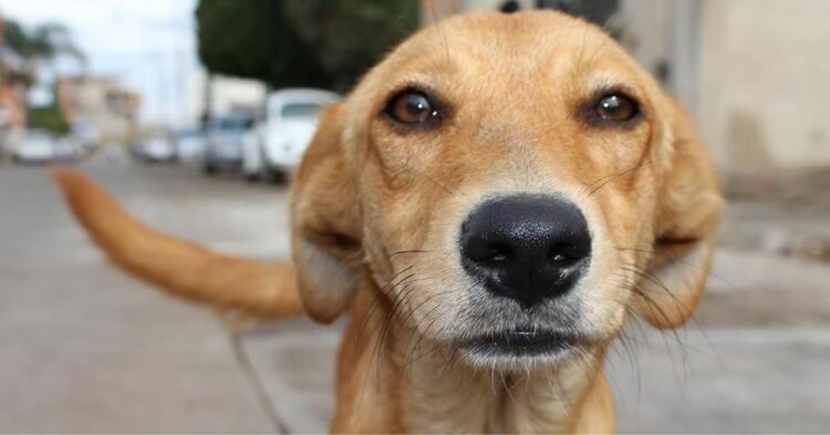 Día del Perro Sin Raza: los mestizos ganan cada vez más lugar en los hogares argentinos Perro sin raza